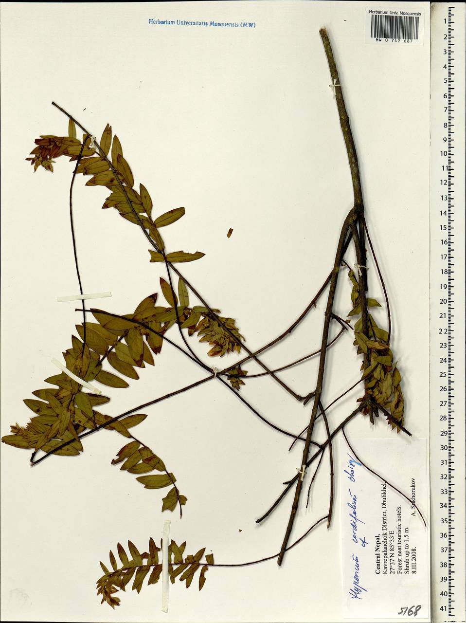 Hypericum cordifolium Choisy, South Asia, South Asia (Asia outside ex-Soviet states and Mongolia) (ASIA) (Nepal)