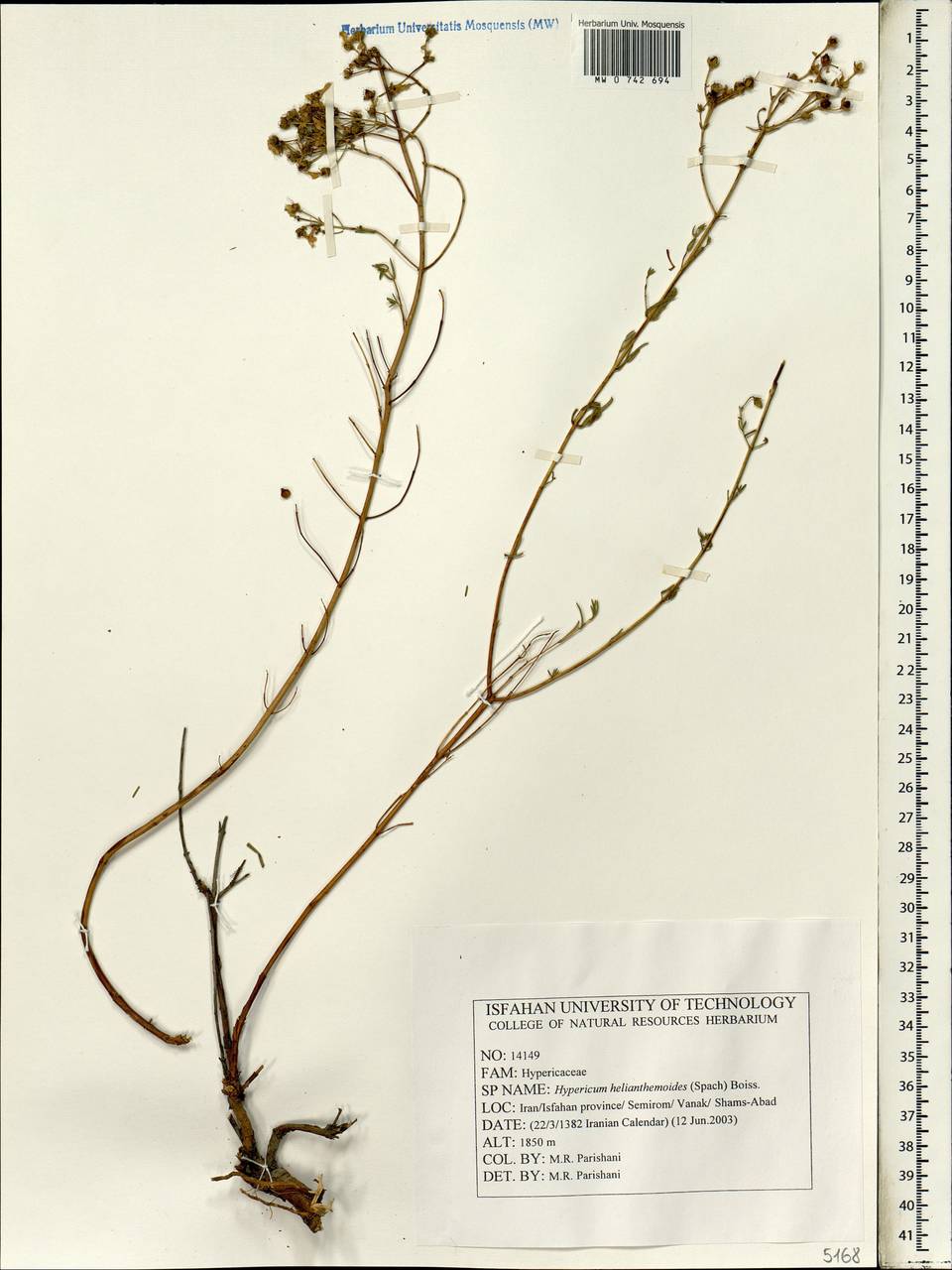 Hypericum helianthemoides (Spach) Boiss., South Asia, South Asia (Asia outside ex-Soviet states and Mongolia) (ASIA) (Iran)