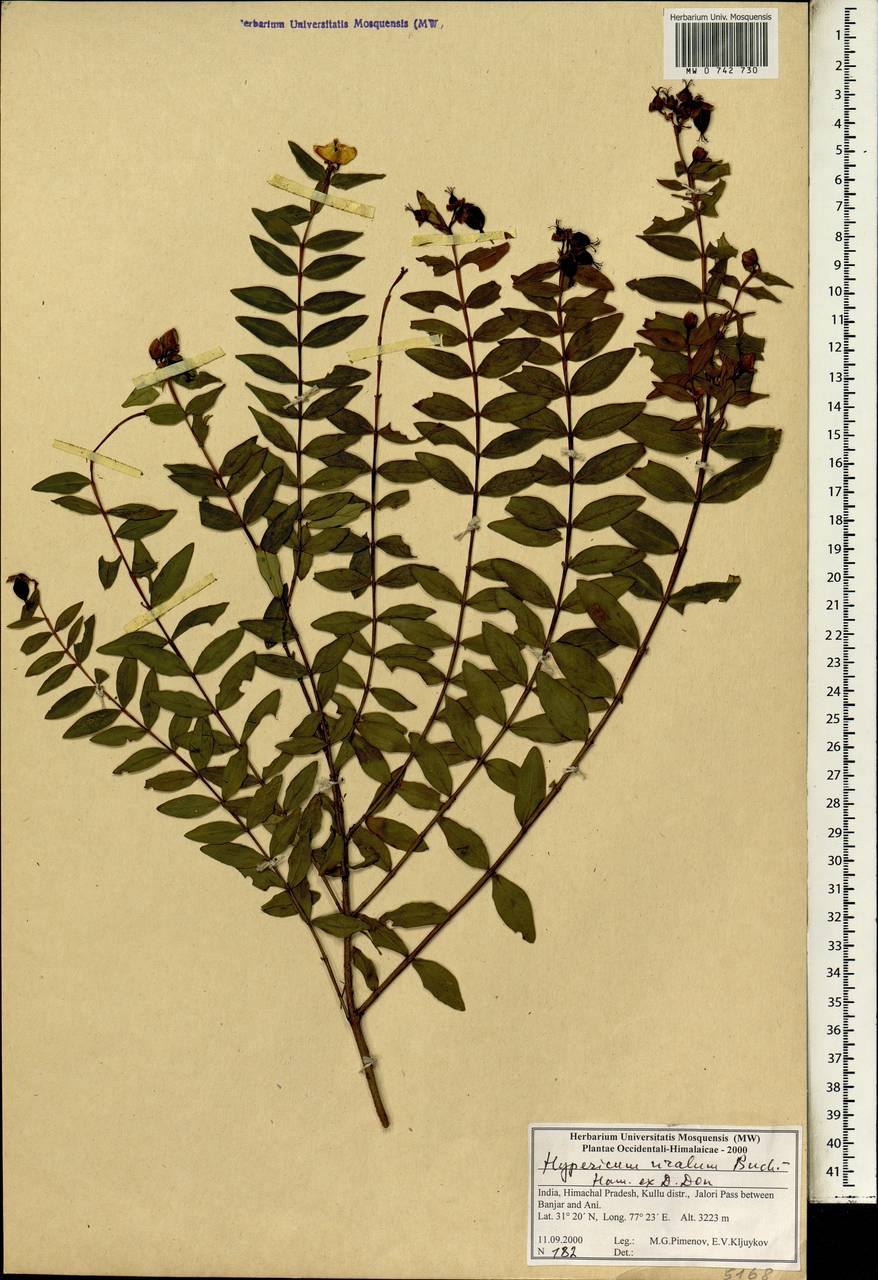 Hypericum uralum Buch.-Ham. ex D.Don, South Asia, South Asia (Asia outside ex-Soviet states and Mongolia) (ASIA) (India)