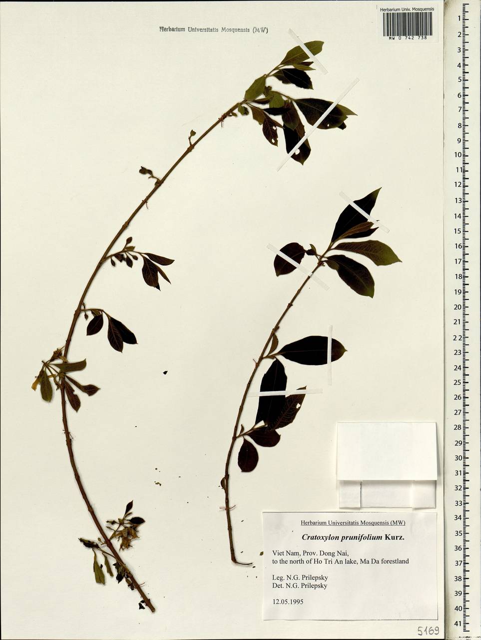 Cratoxylum formosum subsp. pruniflorum (Wall. ex Kurz) Gogelin, South Asia, South Asia (Asia outside ex-Soviet states and Mongolia) (ASIA) (Vietnam)