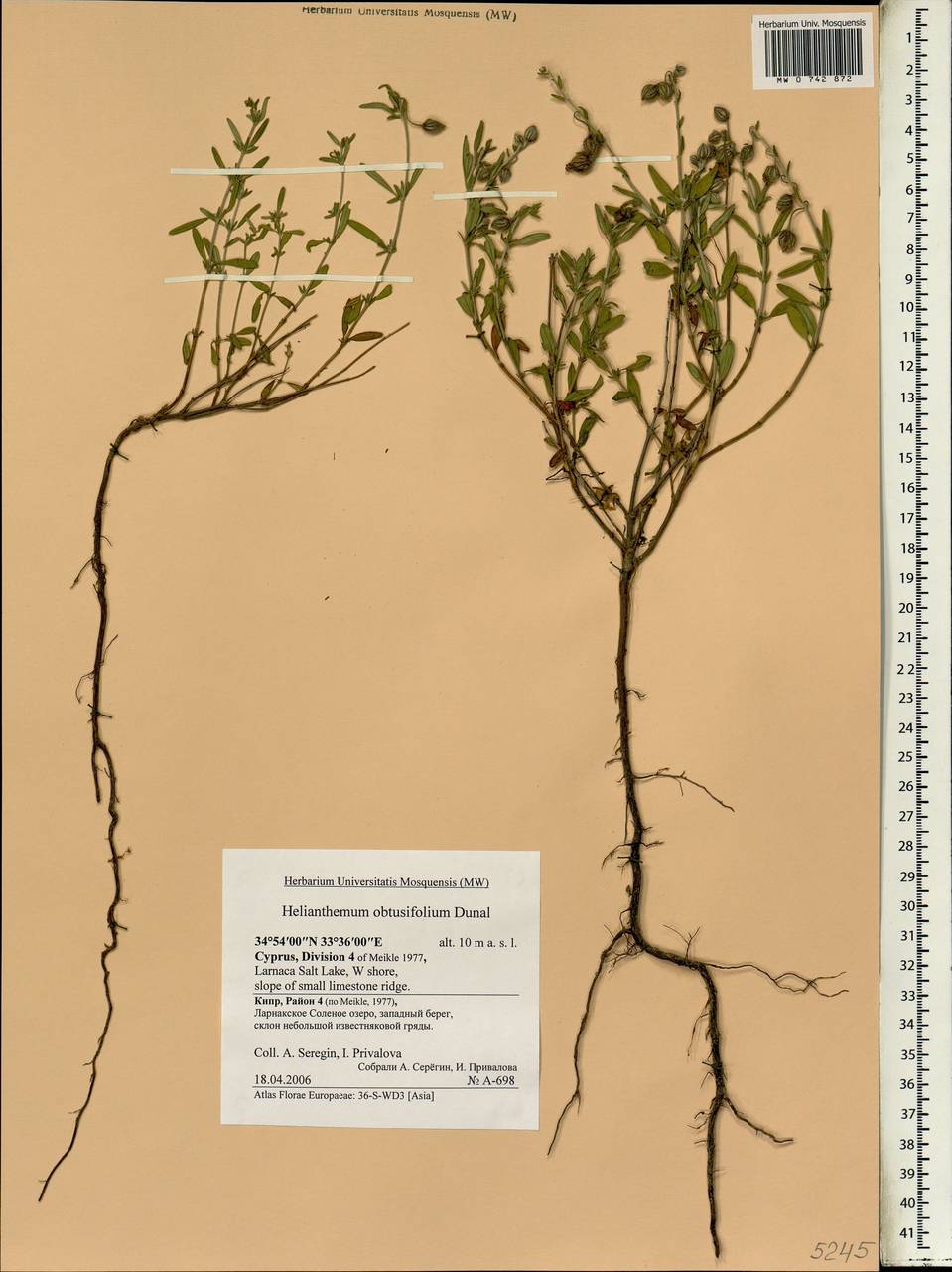 Helianthemum obtusifolium Dunal, South Asia, South Asia (Asia outside ex-Soviet states and Mongolia) (ASIA) (Cyprus)
