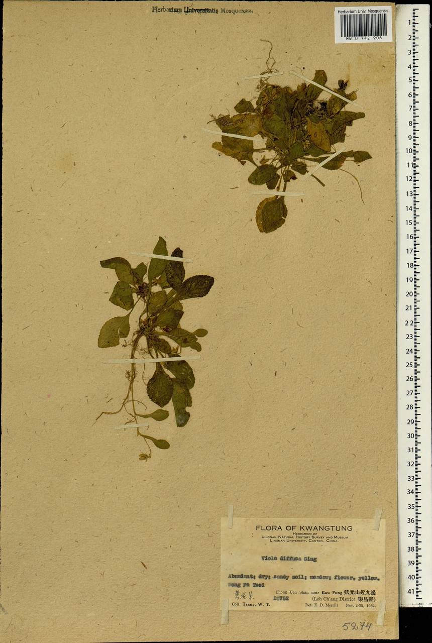 Viola diffusa Ging. ex DC., South Asia, South Asia (Asia outside ex-Soviet states and Mongolia) (ASIA) (China)