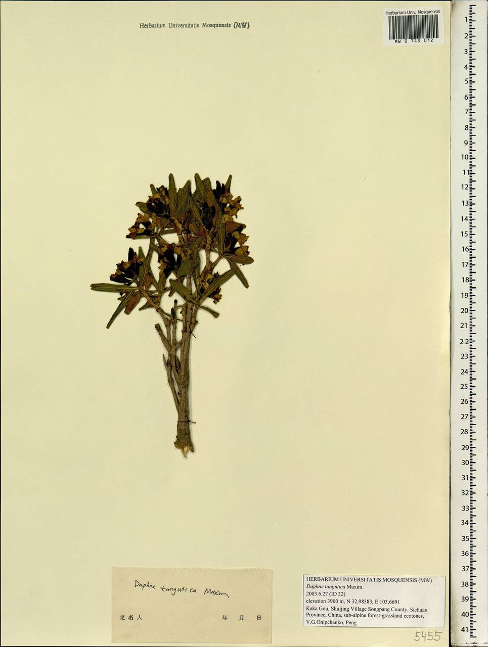 Daphne tangutica Maxim., South Asia, South Asia (Asia outside ex-Soviet states and Mongolia) (ASIA) (China)