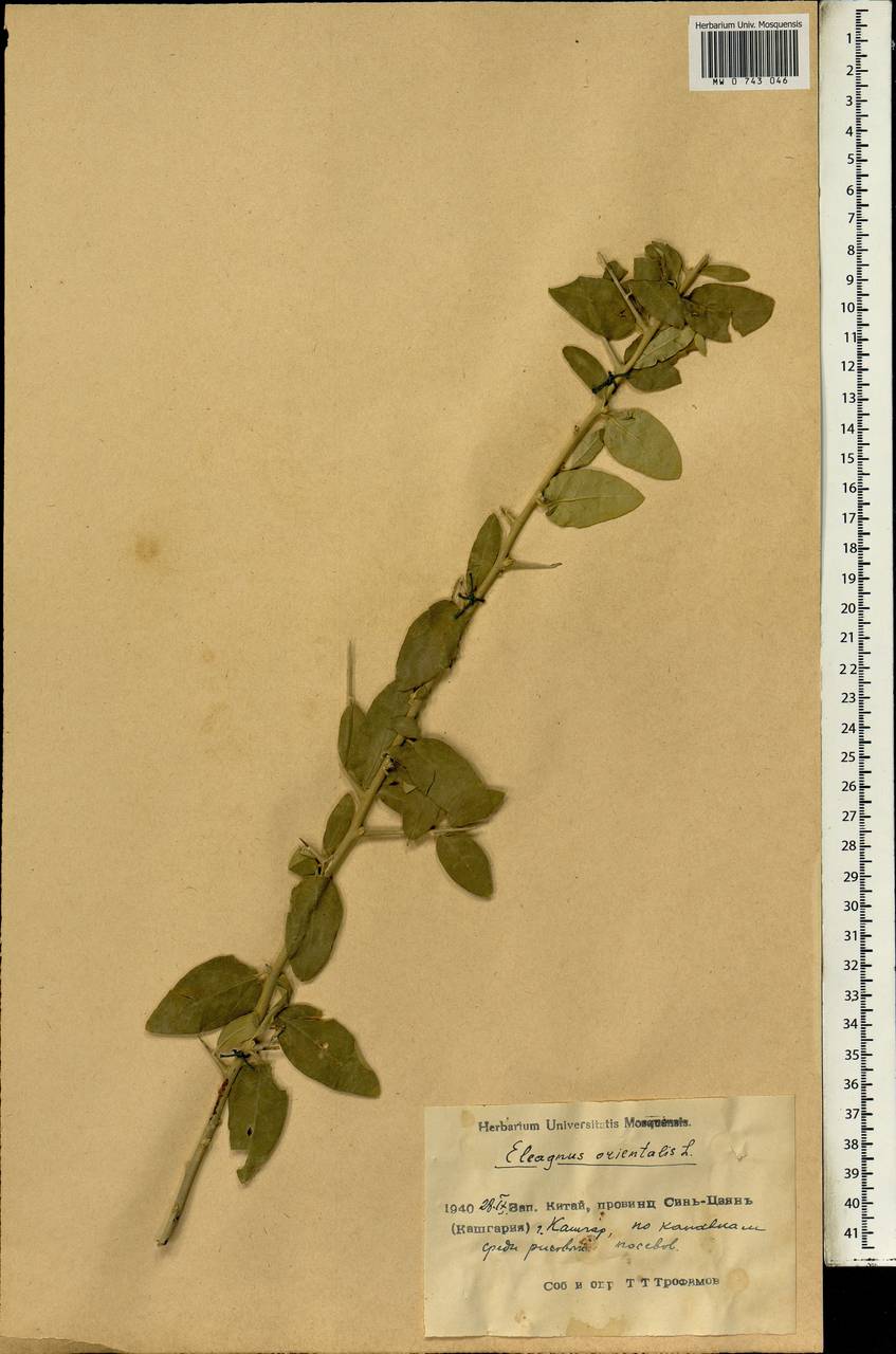 Elaeagnus angustifolia L., South Asia, South Asia (Asia outside ex-Soviet states and Mongolia) (ASIA) (China)