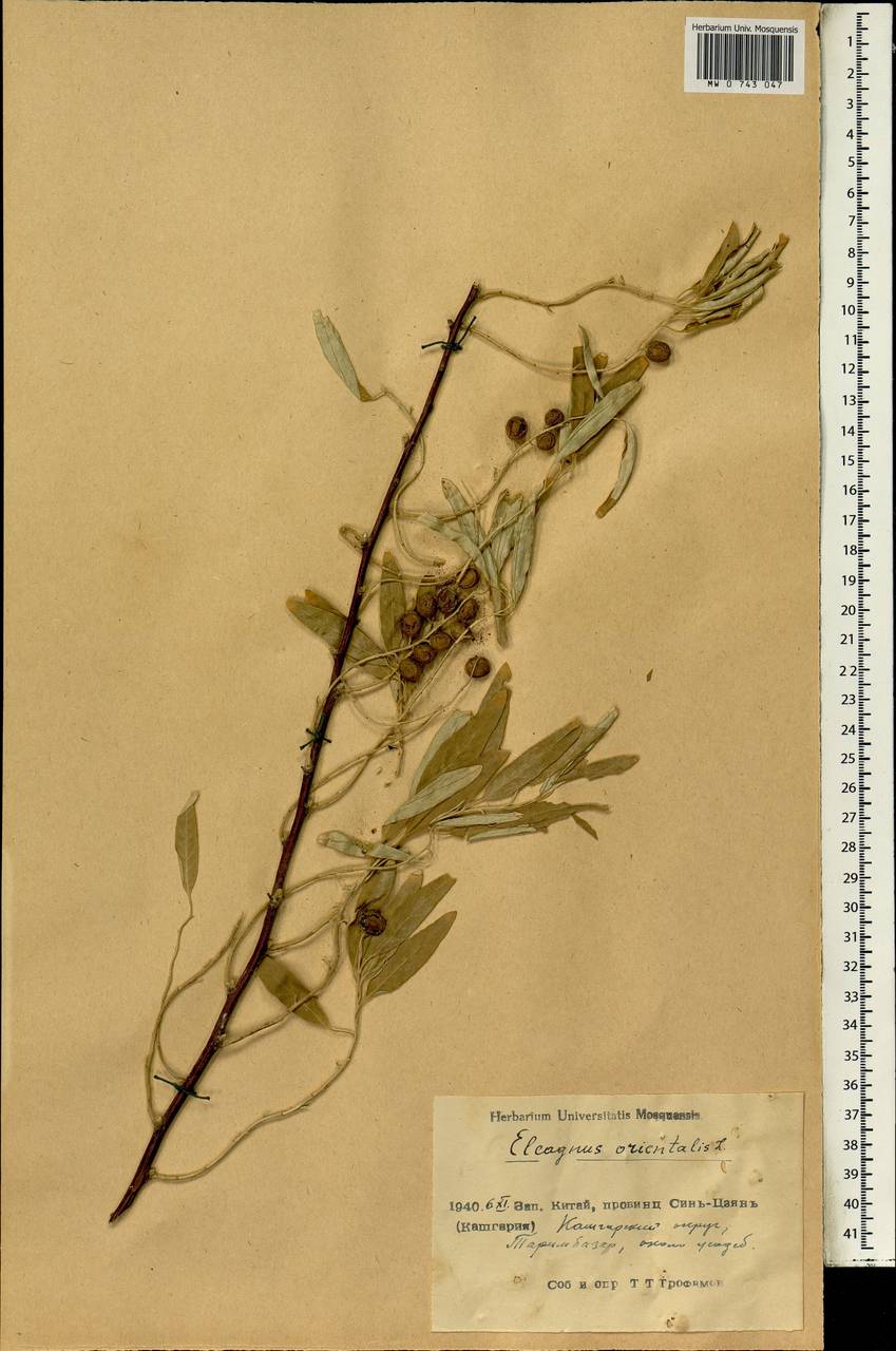 Elaeagnus angustifolia L., South Asia, South Asia (Asia outside ex-Soviet states and Mongolia) (ASIA) (China)