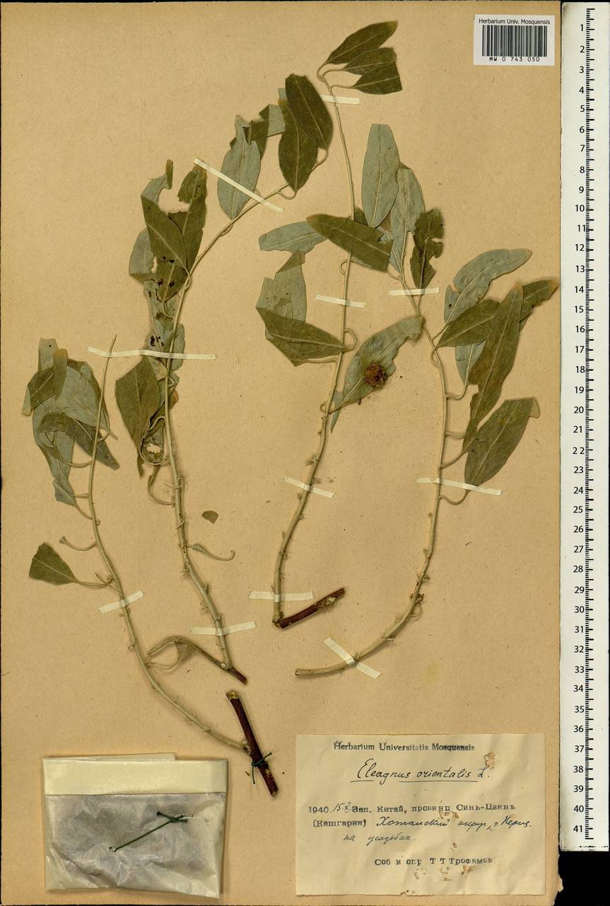 Elaeagnus angustifolia L., South Asia, South Asia (Asia outside ex-Soviet states and Mongolia) (ASIA) (China)