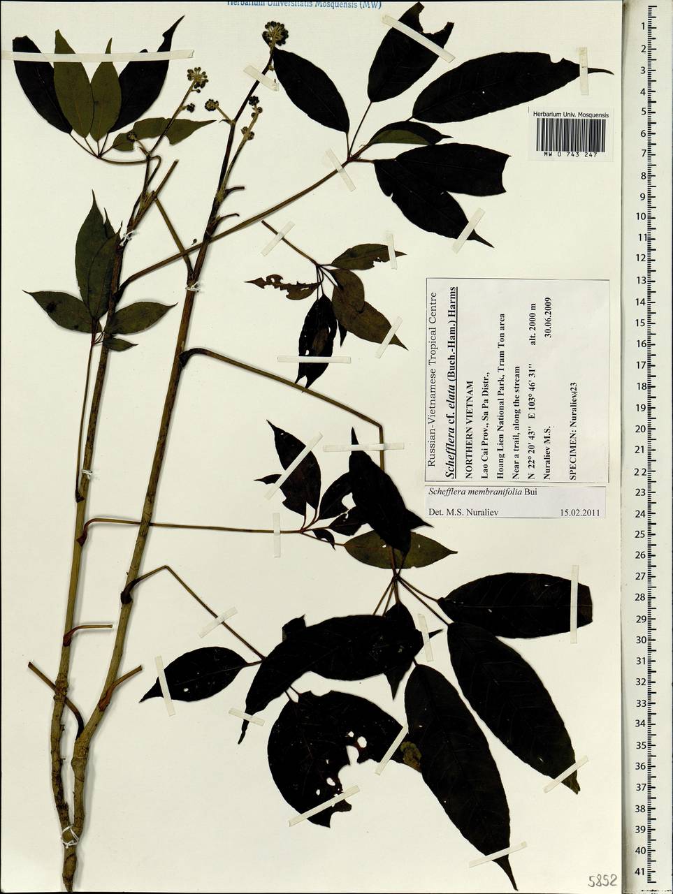 Heptapleurum membranifolium (Bui) G. M. Plunkett & Lowry, South Asia, South Asia (Asia outside ex-Soviet states and Mongolia) (ASIA) (Vietnam)