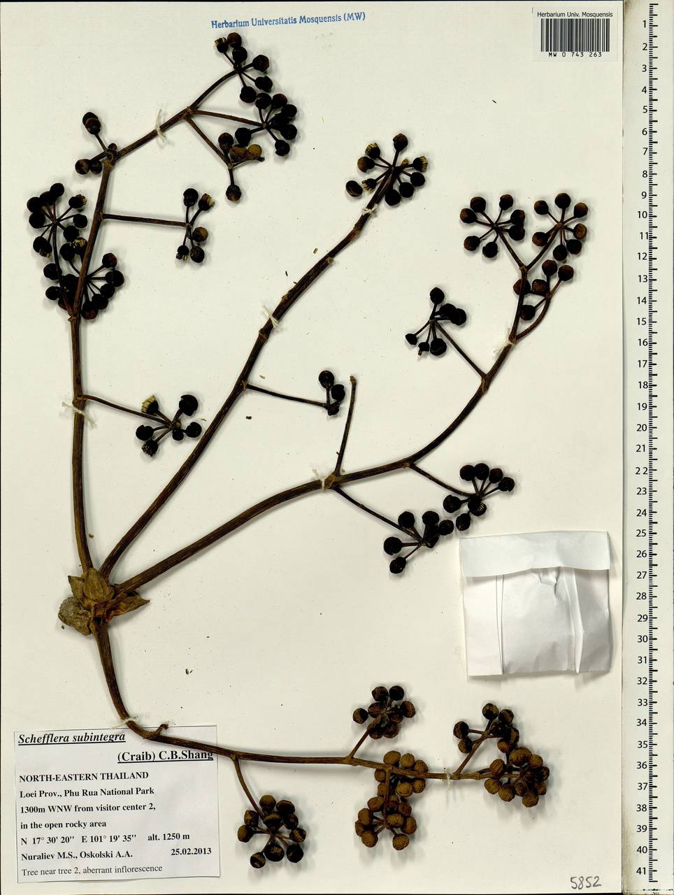 Heptapleurum subintegrum (Craib) G. M. Plunkett & Lowry, South Asia, South Asia (Asia outside ex-Soviet states and Mongolia) (ASIA) (Thailand)