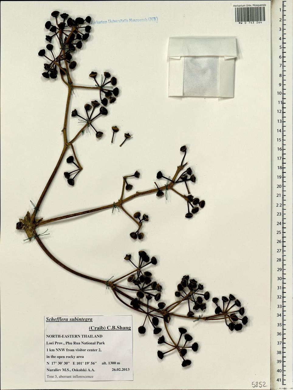 Heptapleurum subintegrum (Craib) G. M. Plunkett & Lowry, South Asia, South Asia (Asia outside ex-Soviet states and Mongolia) (ASIA) (Thailand)