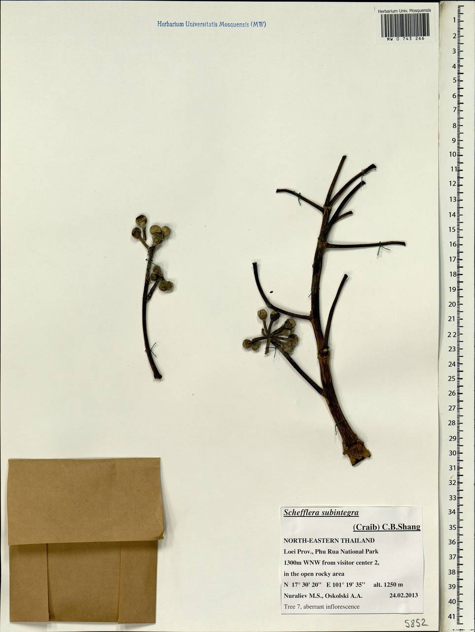 Heptapleurum subintegrum (Craib) G. M. Plunkett & Lowry, South Asia, South Asia (Asia outside ex-Soviet states and Mongolia) (ASIA) (Thailand)