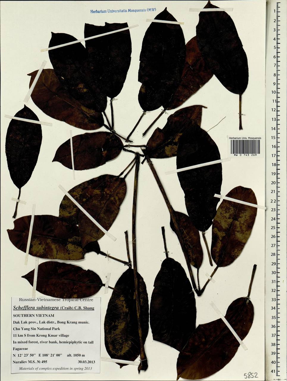 Heptapleurum subintegrum (Craib) G. M. Plunkett & Lowry, South Asia, South Asia (Asia outside ex-Soviet states and Mongolia) (ASIA) (Vietnam)