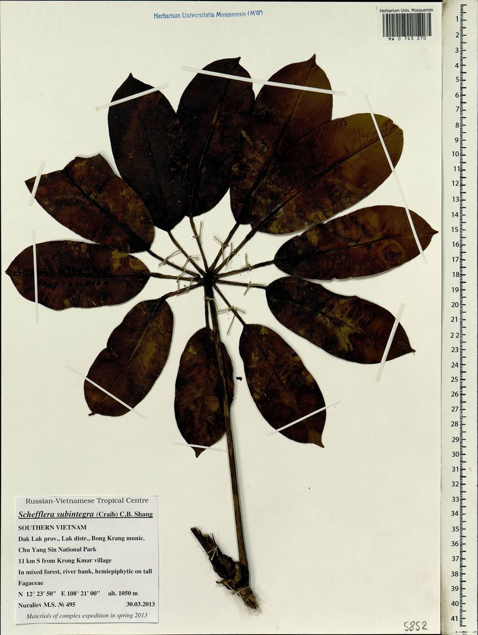 Heptapleurum subintegrum (Craib) G. M. Plunkett & Lowry, South Asia, South Asia (Asia outside ex-Soviet states and Mongolia) (ASIA) (Vietnam)