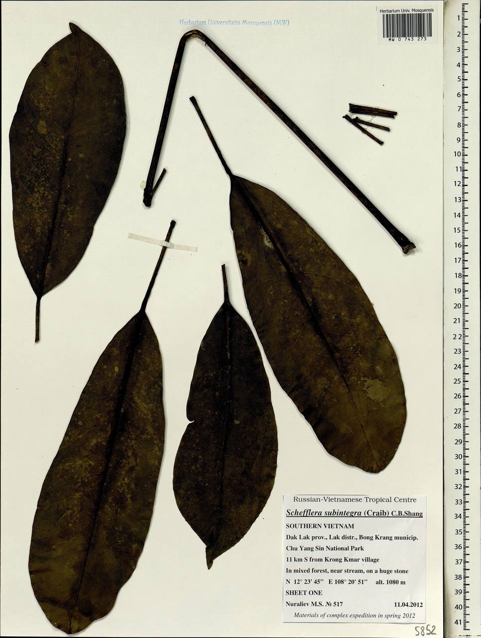 Heptapleurum subintegrum (Craib) G. M. Plunkett & Lowry, South Asia, South Asia (Asia outside ex-Soviet states and Mongolia) (ASIA) (Vietnam)