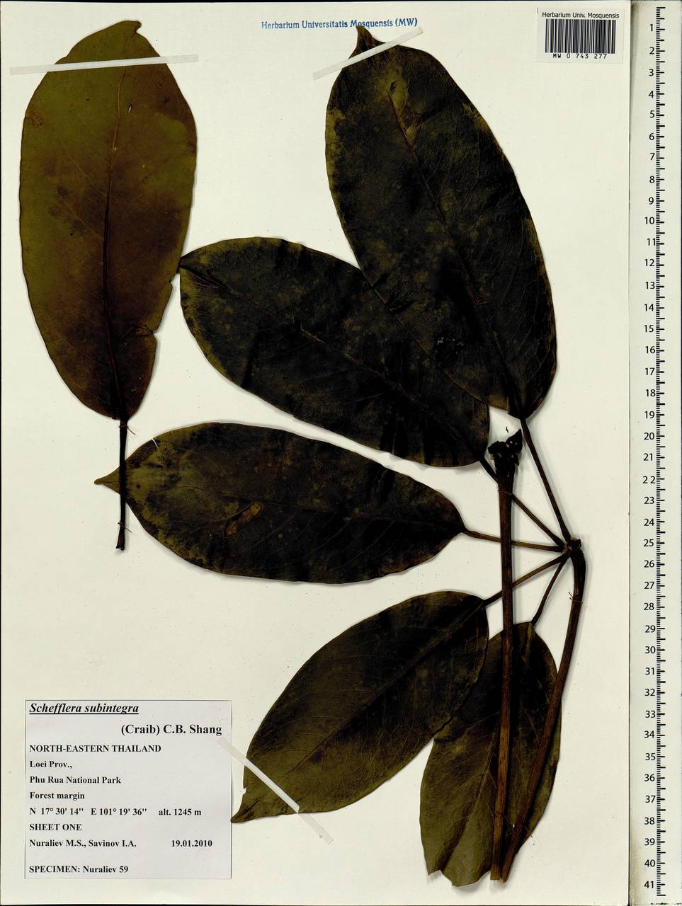 Heptapleurum subintegrum (Craib) G. M. Plunkett & Lowry, South Asia, South Asia (Asia outside ex-Soviet states and Mongolia) (ASIA) (Thailand)