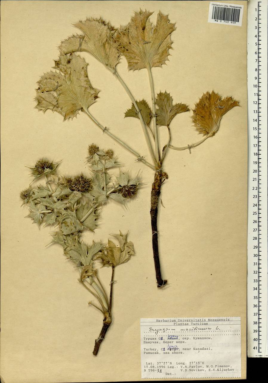Eryngium maritimum L., South Asia, South Asia (Asia outside ex-Soviet states and Mongolia) (ASIA) (Turkey)