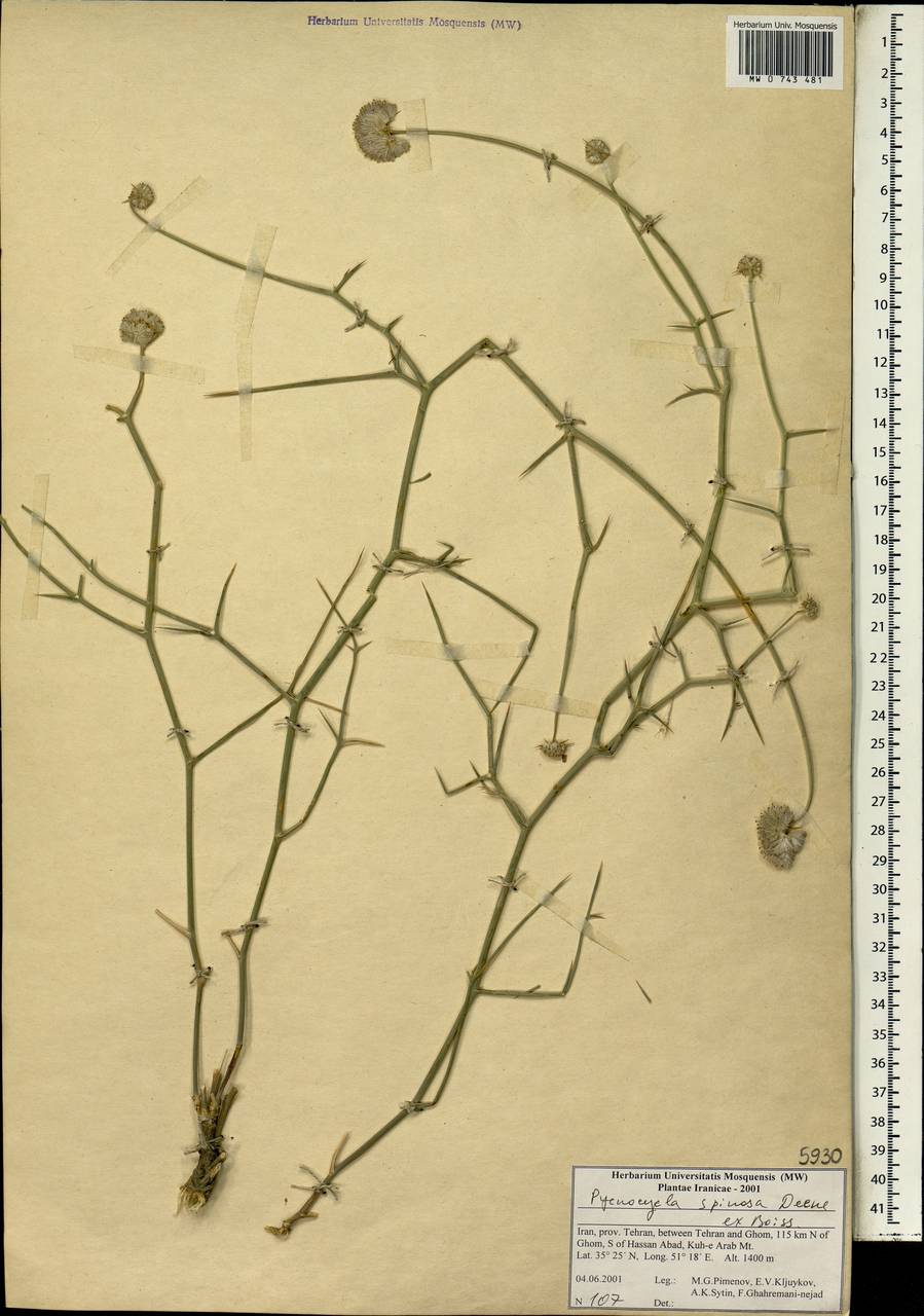 Pycnocycla spinosa Decne. ex Boiss., South Asia, South Asia (Asia outside ex-Soviet states and Mongolia) (ASIA) (Iran)