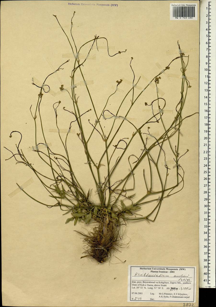Rhabdosciadium aucheri Boiss., South Asia, South Asia (Asia outside ex-Soviet states and Mongolia) (ASIA) (Iran)