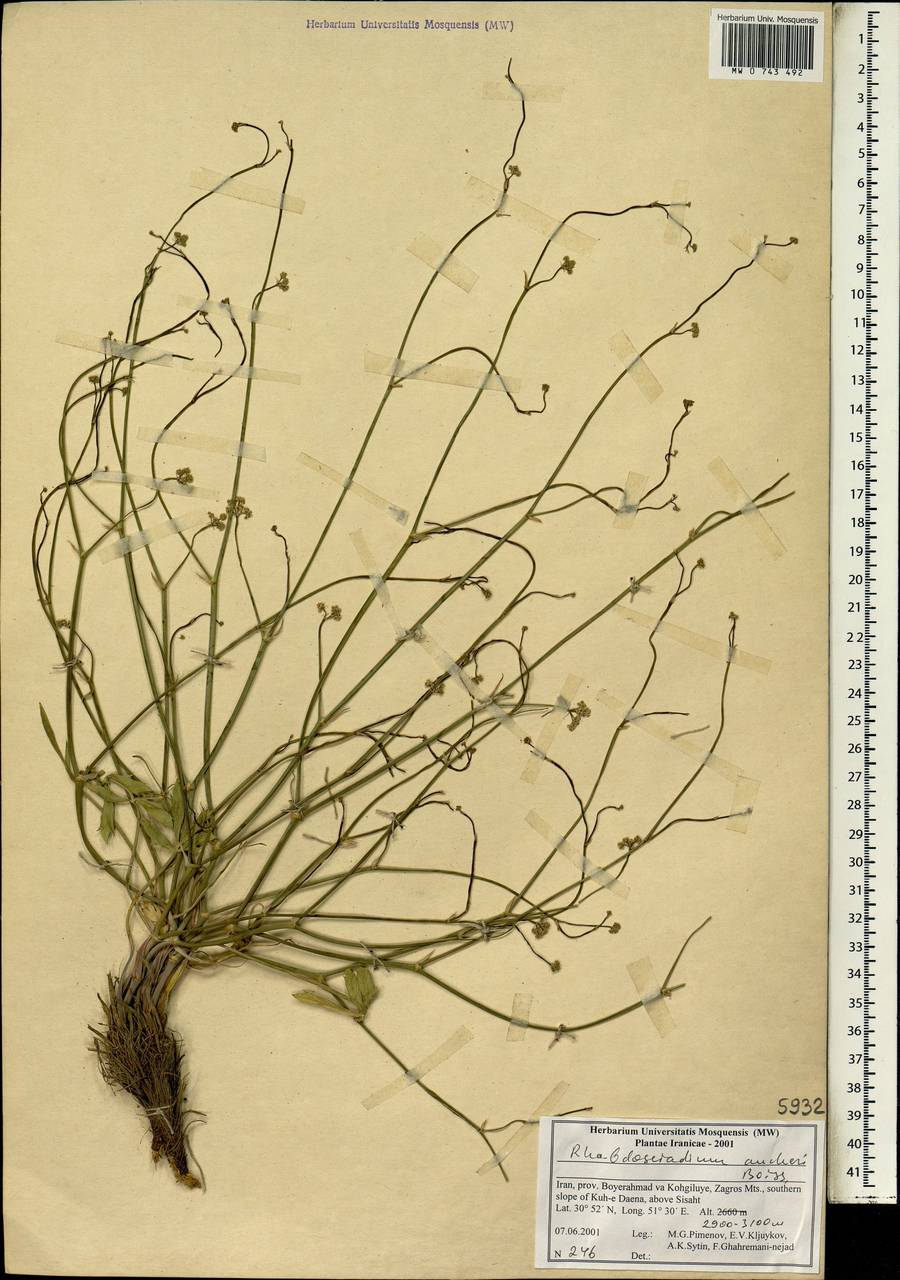 Rhabdosciadium aucheri Boiss., South Asia, South Asia (Asia outside ex-Soviet states and Mongolia) (ASIA) (Iran)
