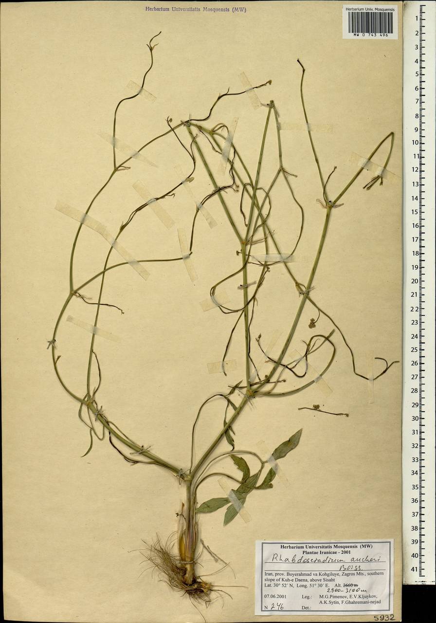 Rhabdosciadium aucheri Boiss., South Asia, South Asia (Asia outside ex-Soviet states and Mongolia) (ASIA) (Iran)