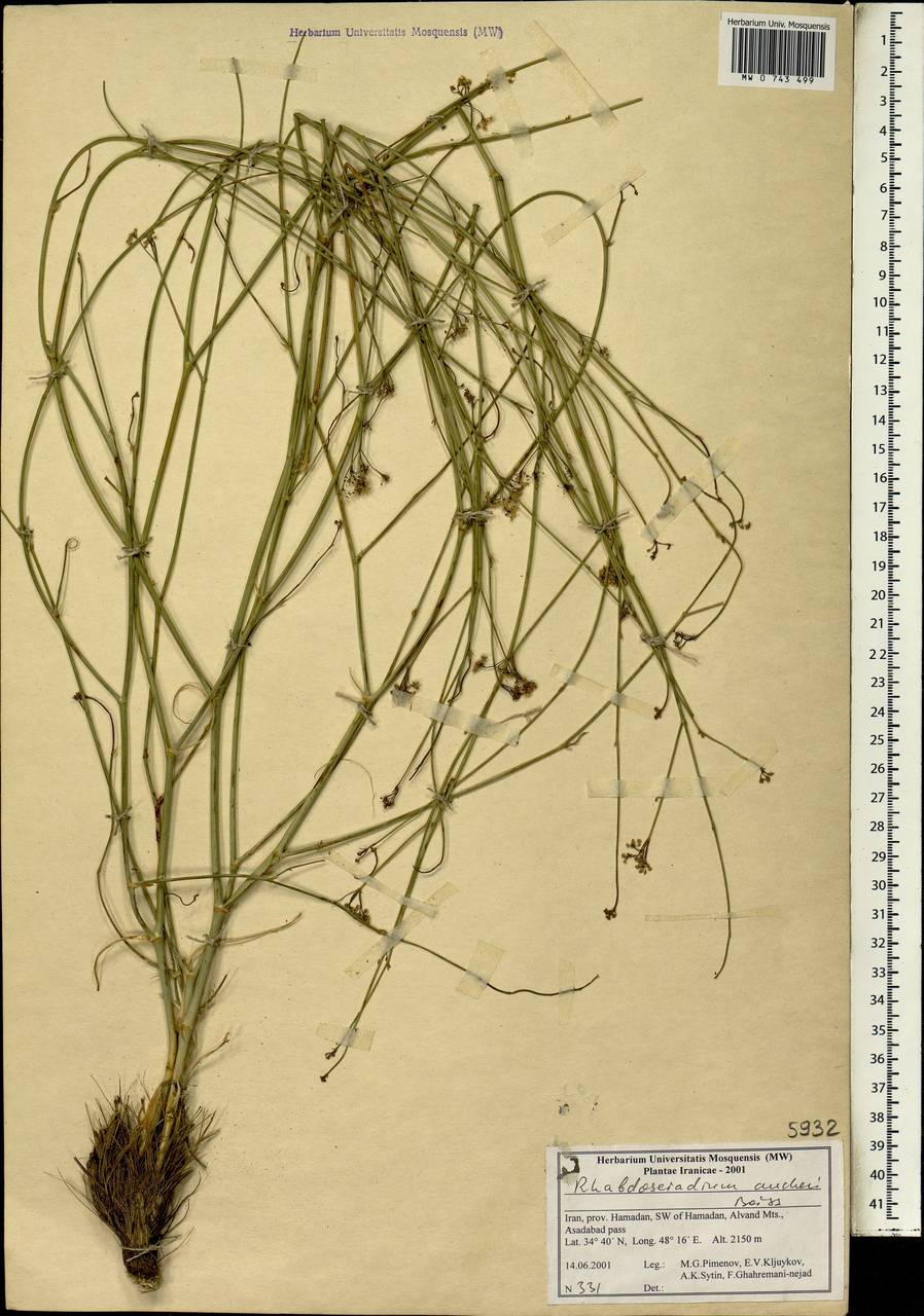 Rhabdosciadium aucheri Boiss., South Asia, South Asia (Asia outside ex-Soviet states and Mongolia) (ASIA) (Iran)