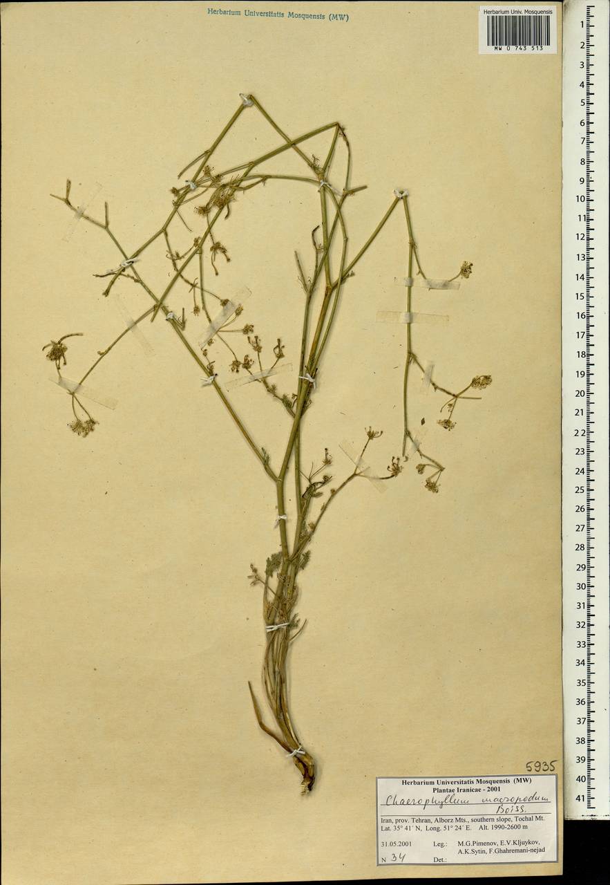 Chaerophyllum macropodum Boiss., South Asia, South Asia (Asia outside ex-Soviet states and Mongolia) (ASIA) (Iran)