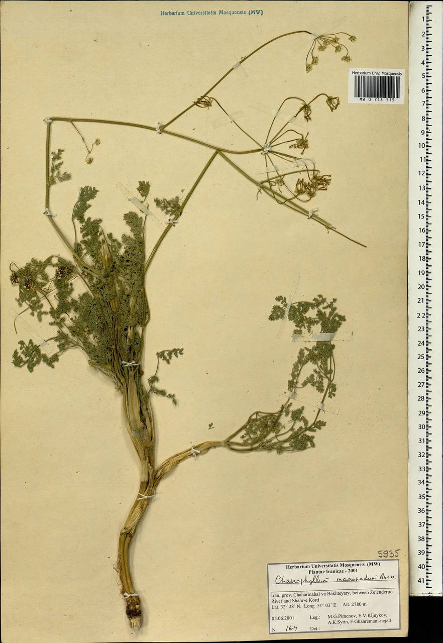 Chaerophyllum macropodum Boiss., South Asia, South Asia (Asia outside ex-Soviet states and Mongolia) (ASIA) (Iran)
