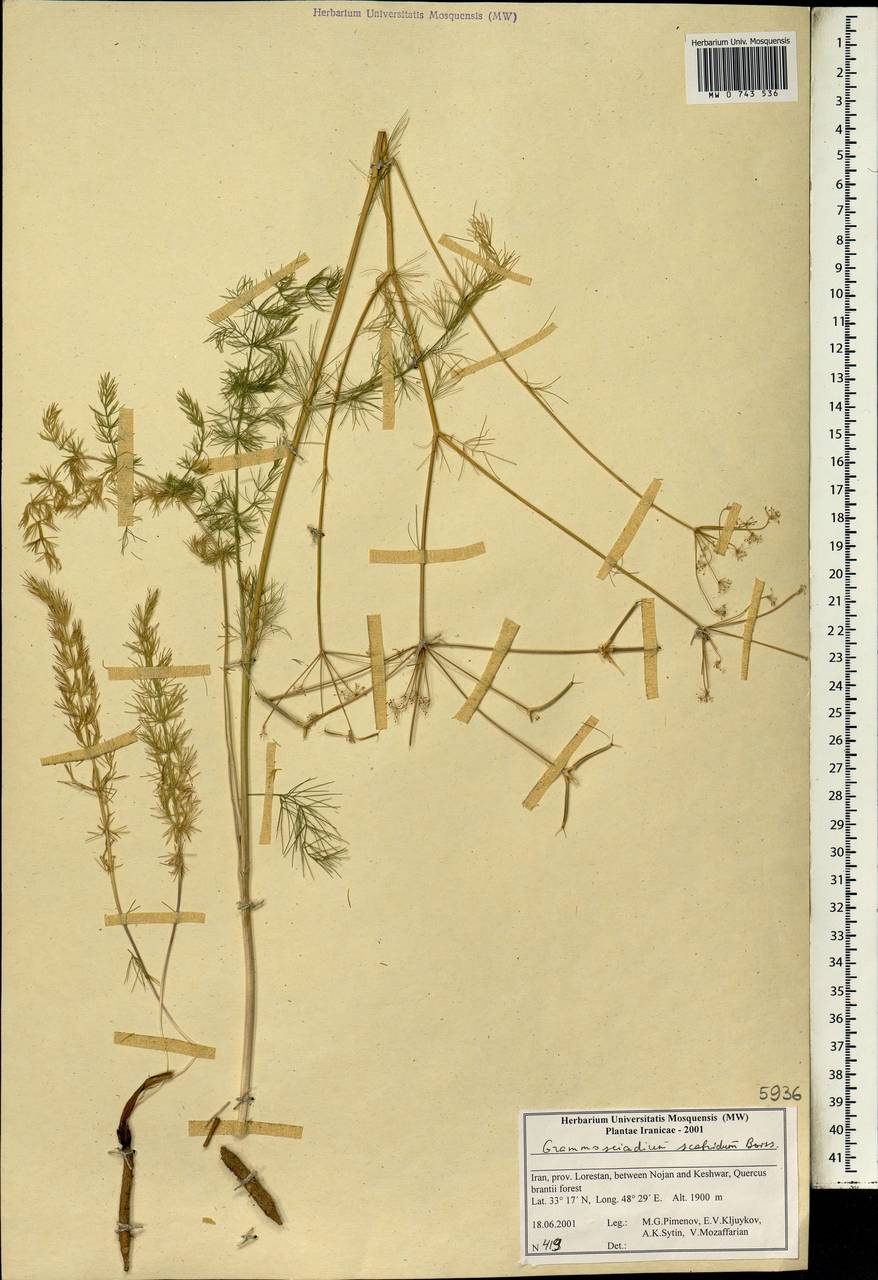 Grammosciadium scabridum Boiss., South Asia, South Asia (Asia outside ex-Soviet states and Mongolia) (ASIA) (Iran)