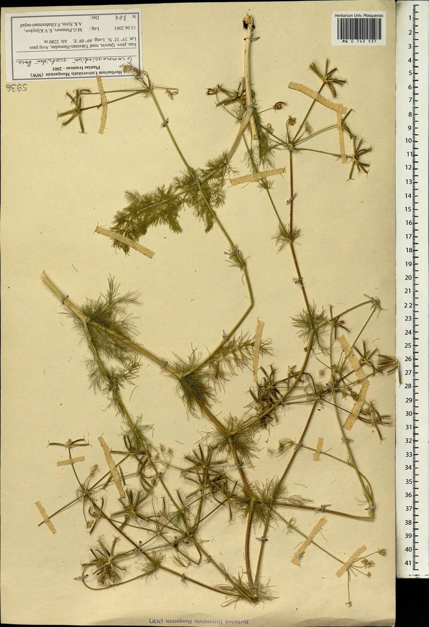 Grammosciadium scabridum Boiss., South Asia, South Asia (Asia outside ex-Soviet states and Mongolia) (ASIA) (Iran)