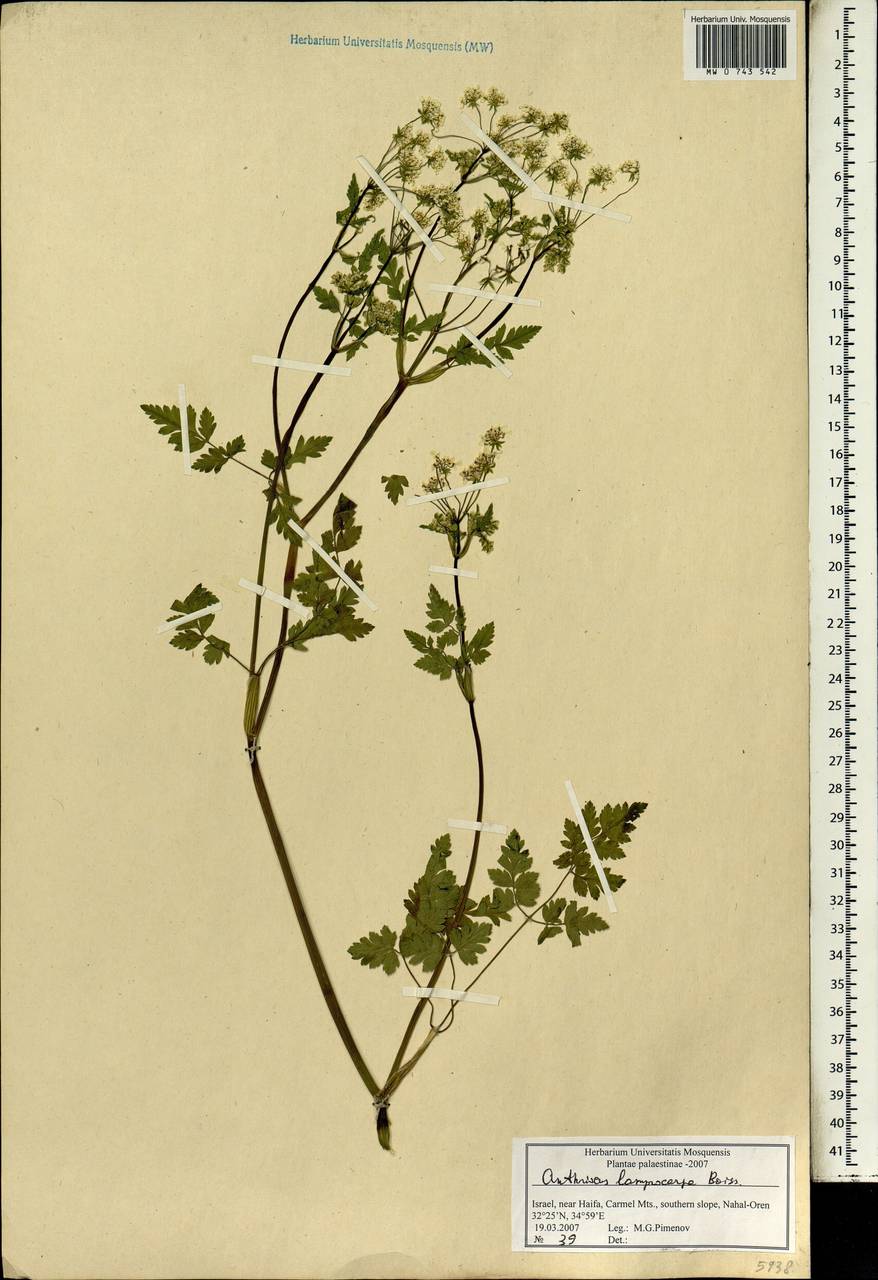 Anthriscus lamprocarpa Boiss., South Asia, South Asia (Asia outside ex-Soviet states and Mongolia) (ASIA) (Israel)