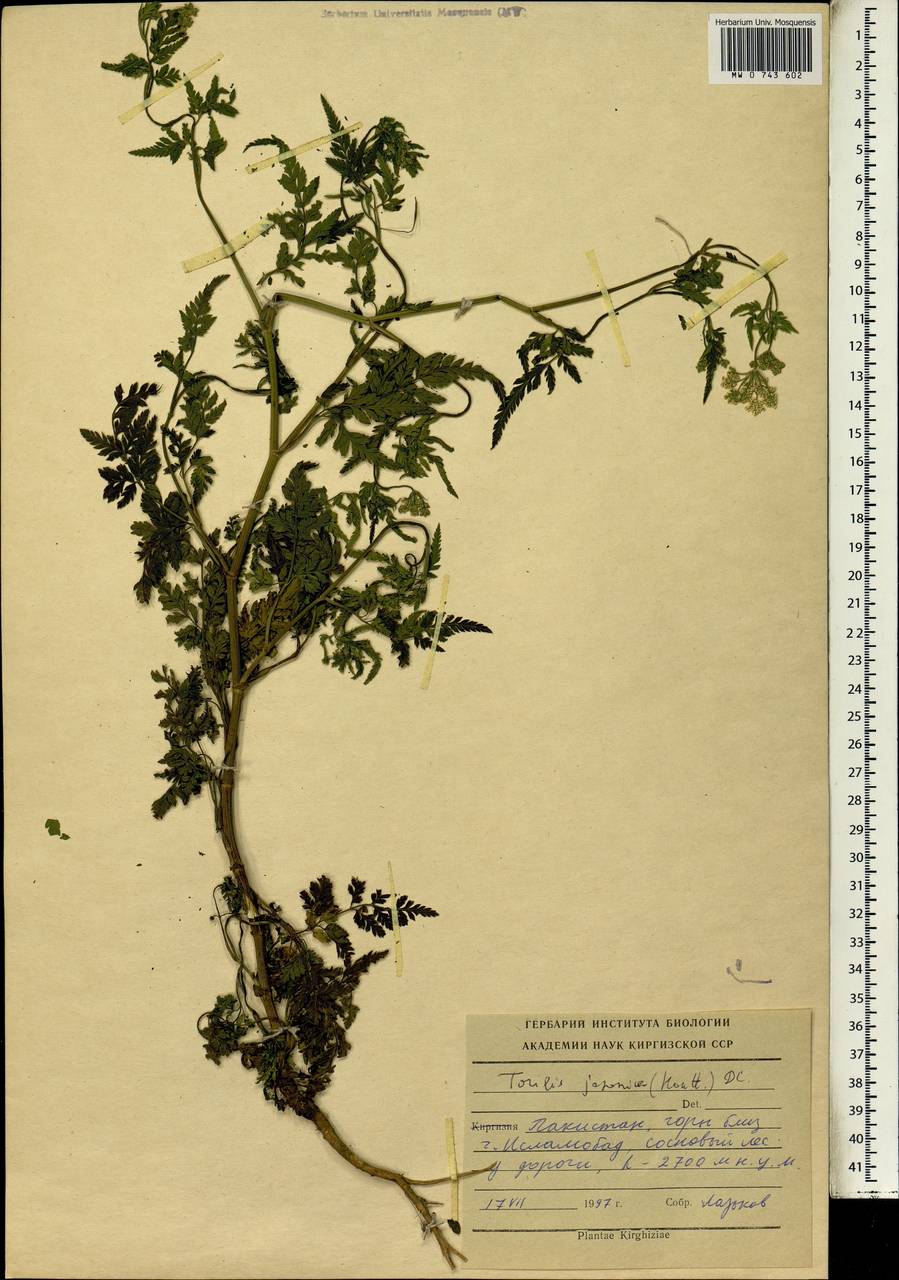 Torilis japonica (Houtt.) DC., South Asia, South Asia (Asia outside ex-Soviet states and Mongolia) (ASIA) (Pakistan)