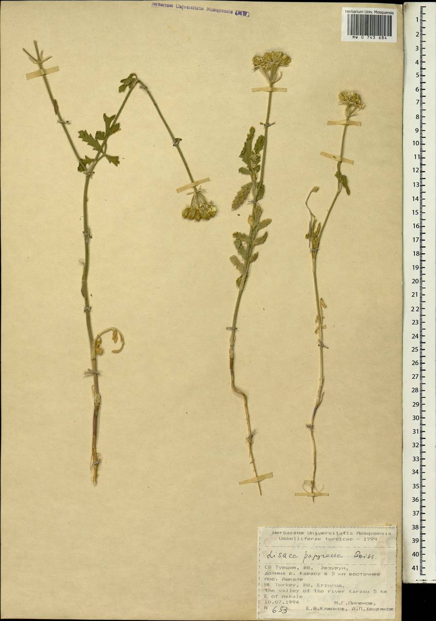 Lisaea papyracea Boiss., South Asia, South Asia (Asia outside ex-Soviet states and Mongolia) (ASIA) (Turkey)