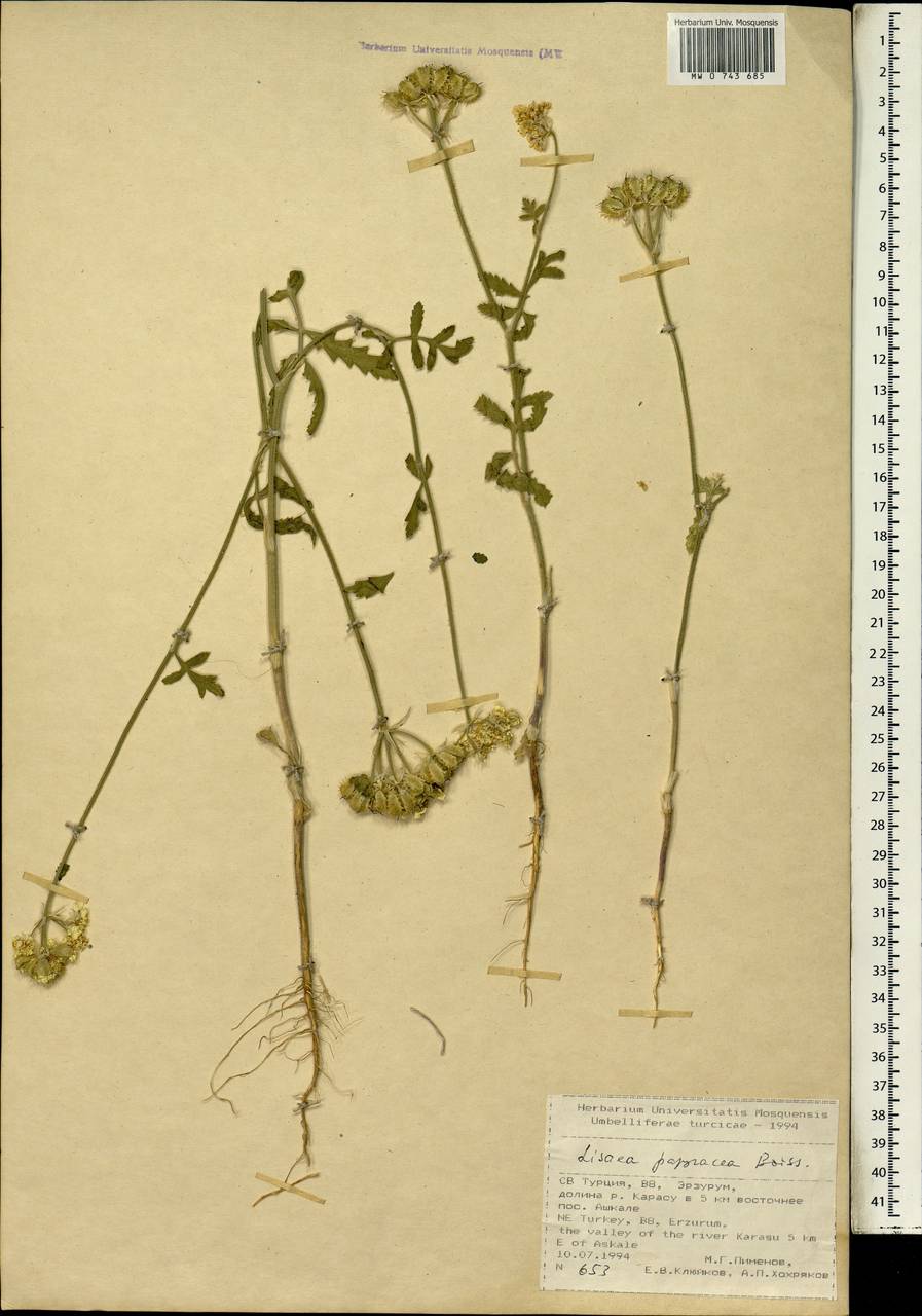 Lisaea papyracea Boiss., South Asia, South Asia (Asia outside ex-Soviet states and Mongolia) (ASIA) (Turkey)