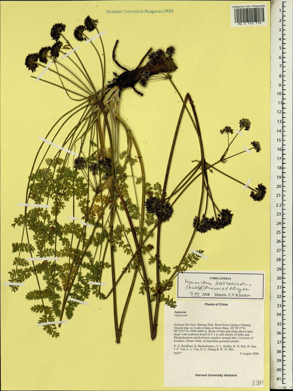 Hymenidium heterosciadium (H.Wolff) Pimenov & Kljuykov, South Asia, South Asia (Asia outside ex-Soviet states and Mongolia) (ASIA) (China)