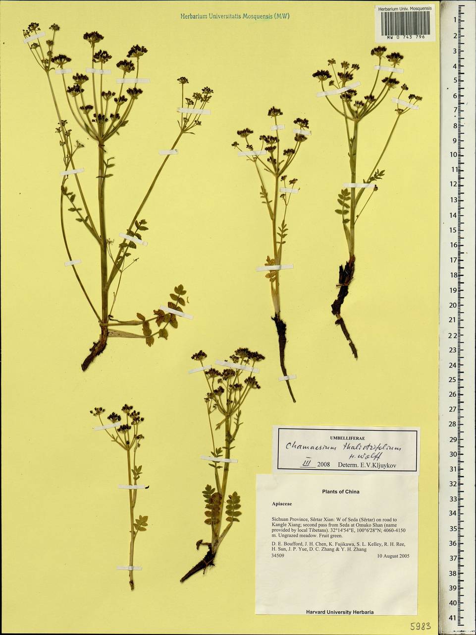 Chamaesium thalictrifolium H. Wolff, South Asia, South Asia (Asia outside ex-Soviet states and Mongolia) (ASIA) (China)