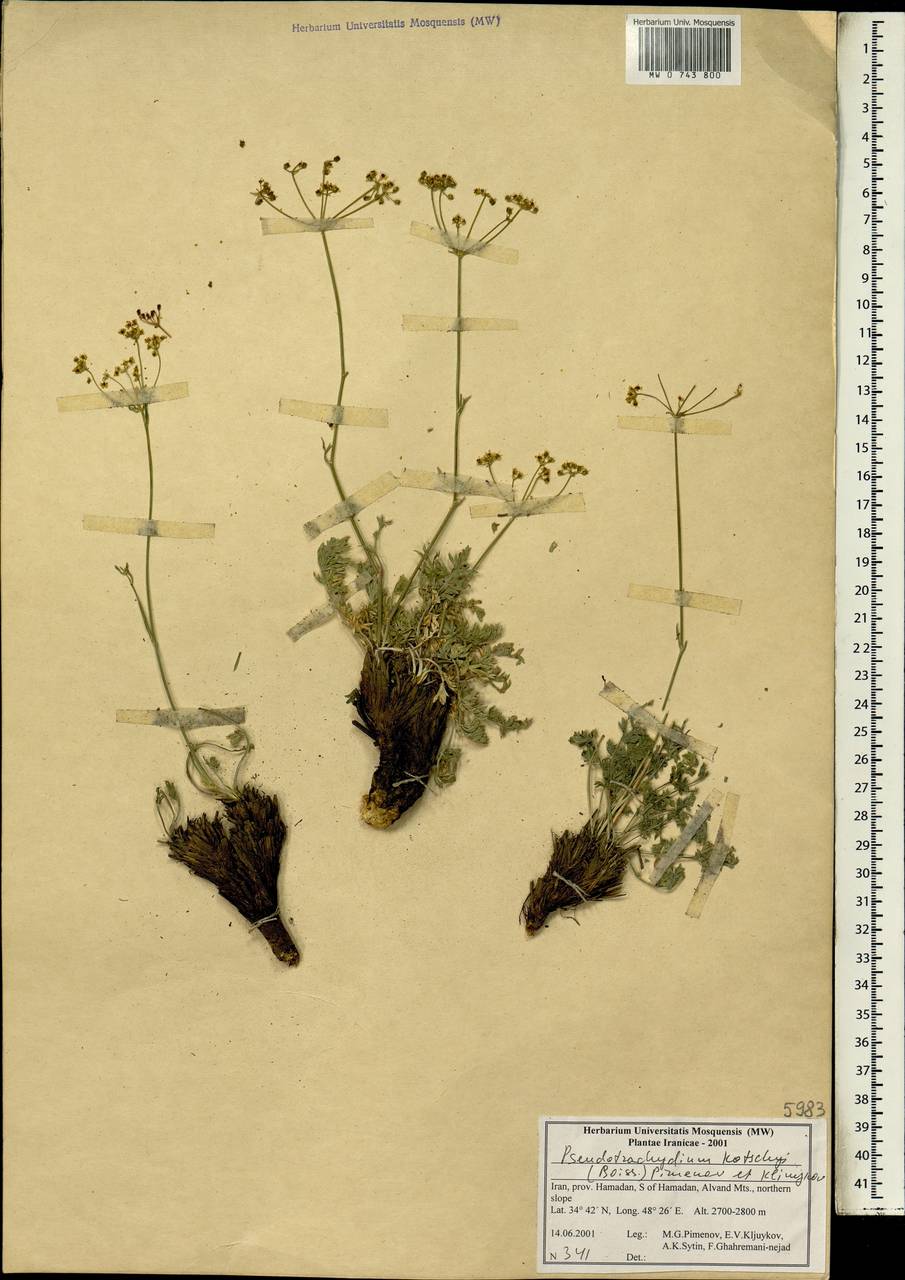 Pseudotrachydium kotschyi (Boiss.) Pimenov & Kljuykov, South Asia, South Asia (Asia outside ex-Soviet states and Mongolia) (ASIA) (Iran)