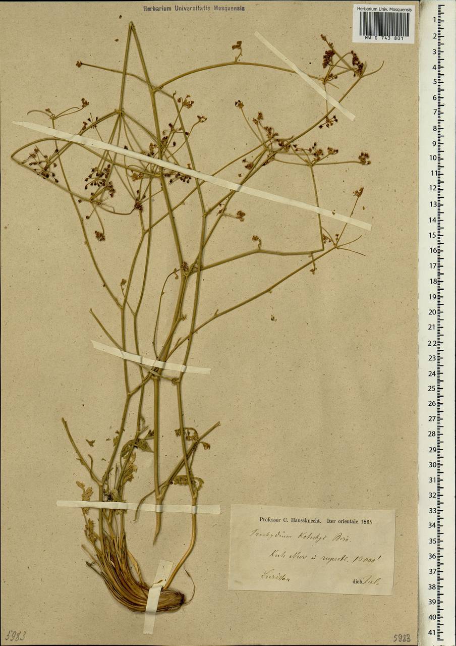 Pseudotrachydium kotschyi (Boiss.) Pimenov & Kljuykov, South Asia, South Asia (Asia outside ex-Soviet states and Mongolia) (ASIA) (Iran)