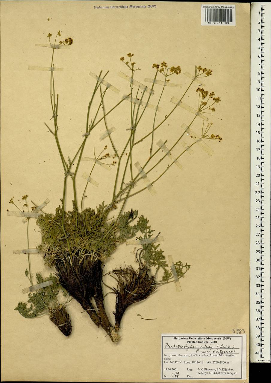 Pseudotrachydium kotschyi (Boiss.) Pimenov & Kljuykov, South Asia, South Asia (Asia outside ex-Soviet states and Mongolia) (ASIA) (Iran)