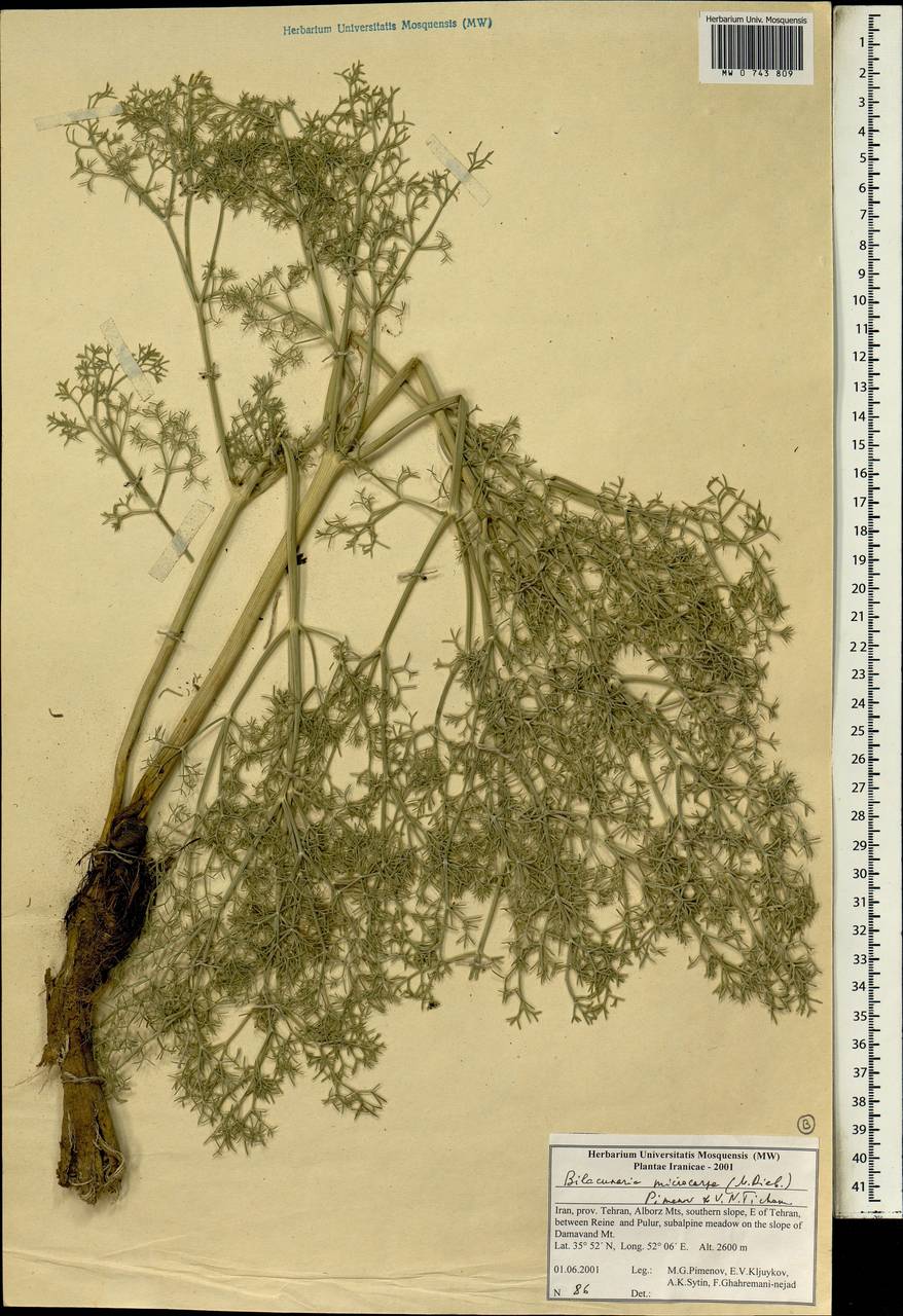 Bilacunaria microcarpa (M. Bieb.) Pimenov & V. N. Tikhom., South Asia, South Asia (Asia outside ex-Soviet states and Mongolia) (ASIA) (Iran)