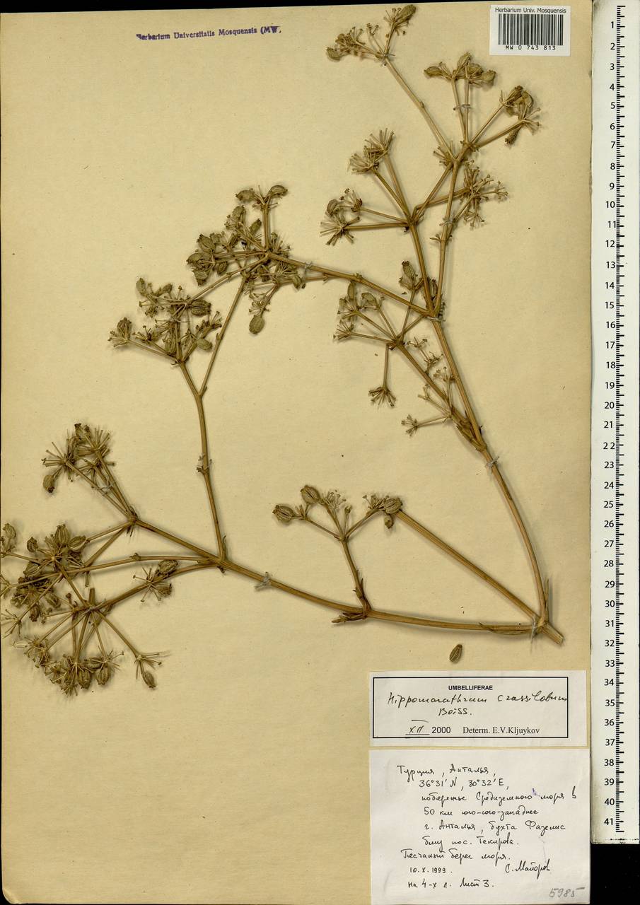 Cachrys crassiloba (Boiss.) Meikle, South Asia, South Asia (Asia outside ex-Soviet states and Mongolia) (ASIA) (Turkey)