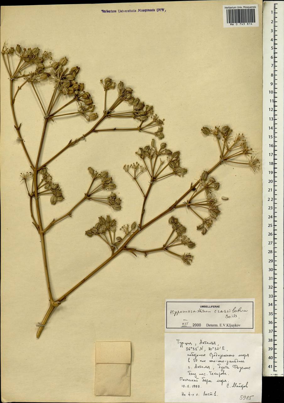Cachrys crassiloba (Boiss.) Meikle, South Asia, South Asia (Asia outside ex-Soviet states and Mongolia) (ASIA) (Turkey)