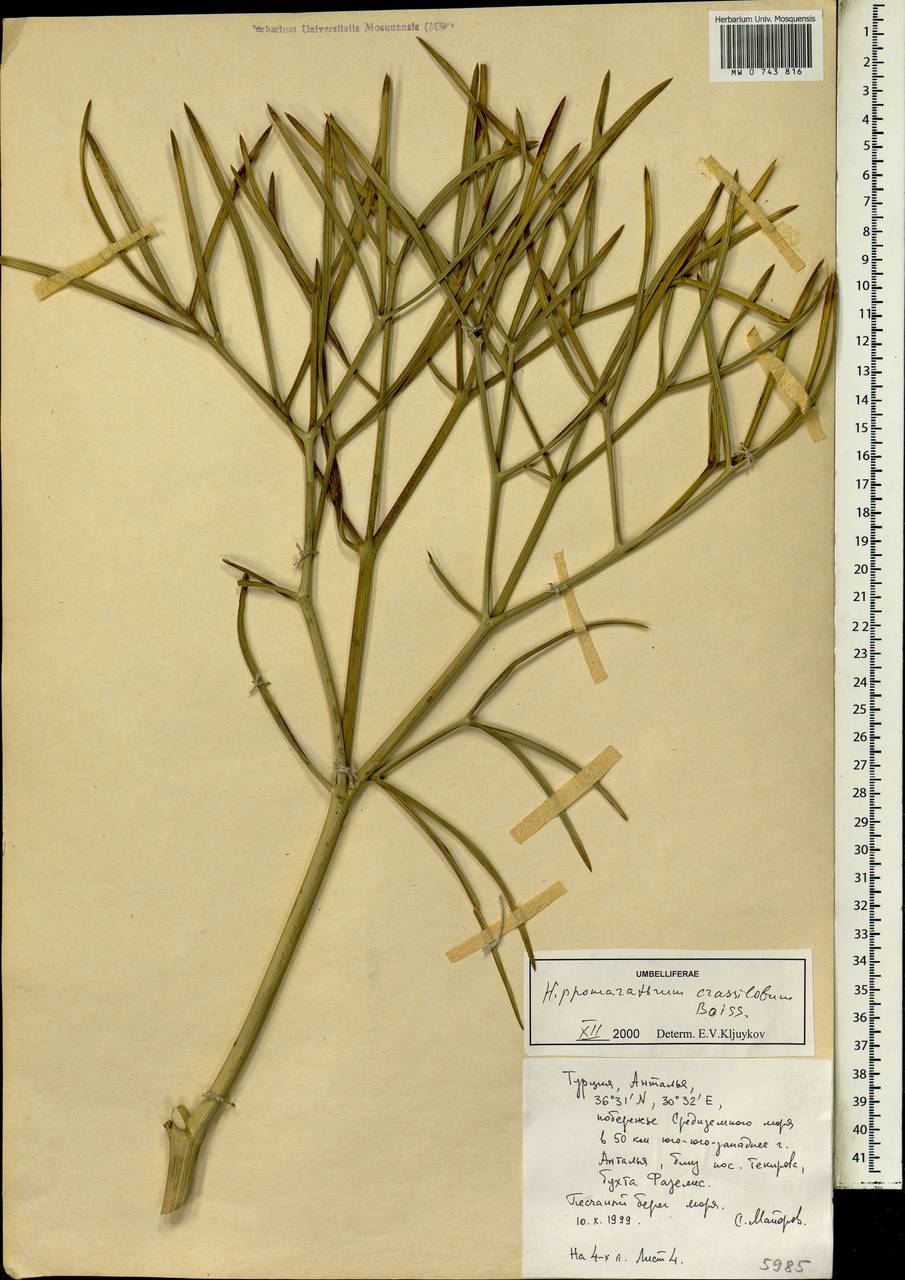 Cachrys crassiloba (Boiss.) Meikle, South Asia, South Asia (Asia outside ex-Soviet states and Mongolia) (ASIA) (Turkey)