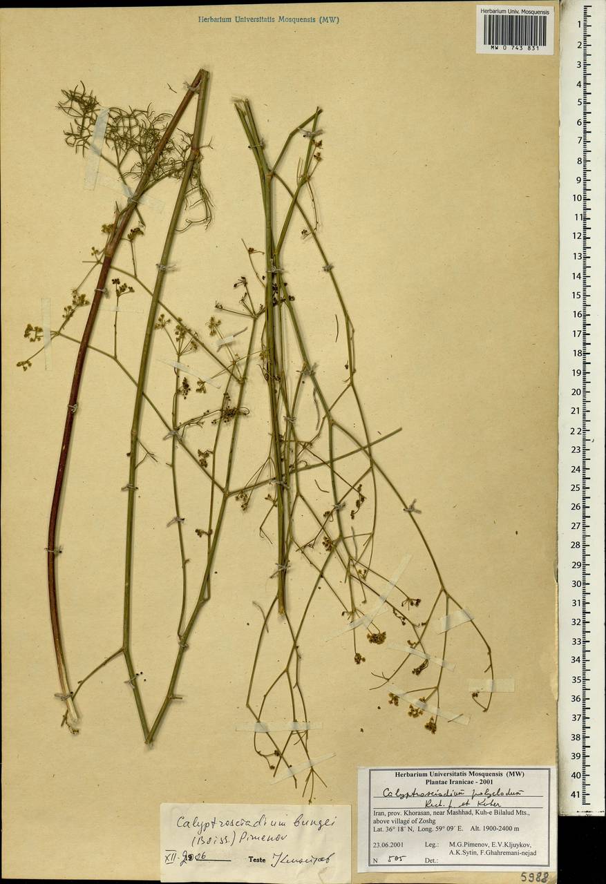 Calyptrosciadium bungei (Boiss.) Pimenov, South Asia, South Asia (Asia outside ex-Soviet states and Mongolia) (ASIA) (Iran)