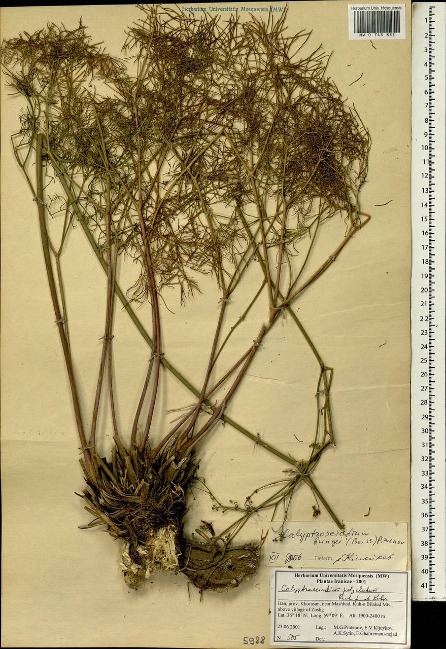 Calyptrosciadium bungei (Boiss.) Pimenov, South Asia, South Asia (Asia outside ex-Soviet states and Mongolia) (ASIA) (Iran)