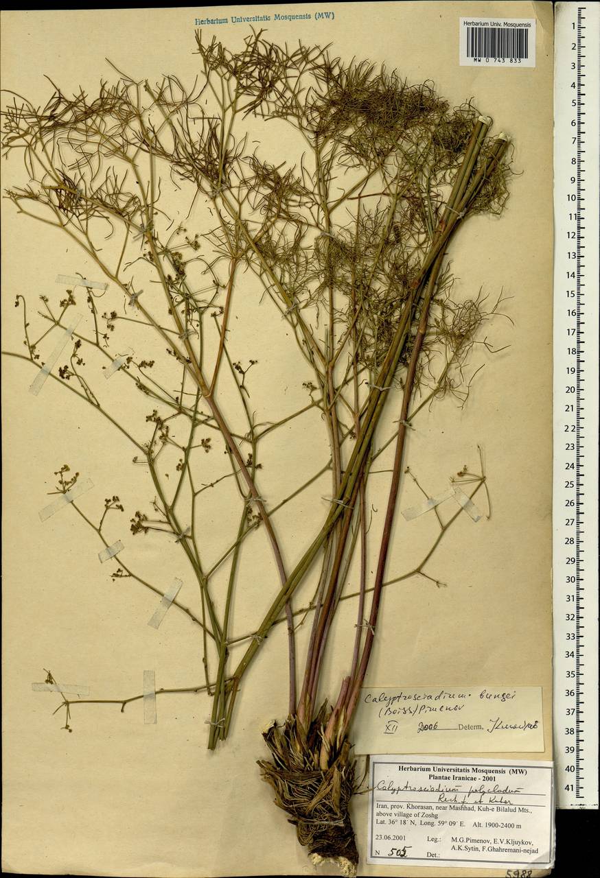 Calyptrosciadium bungei (Boiss.) Pimenov, South Asia, South Asia (Asia outside ex-Soviet states and Mongolia) (ASIA) (Iran)