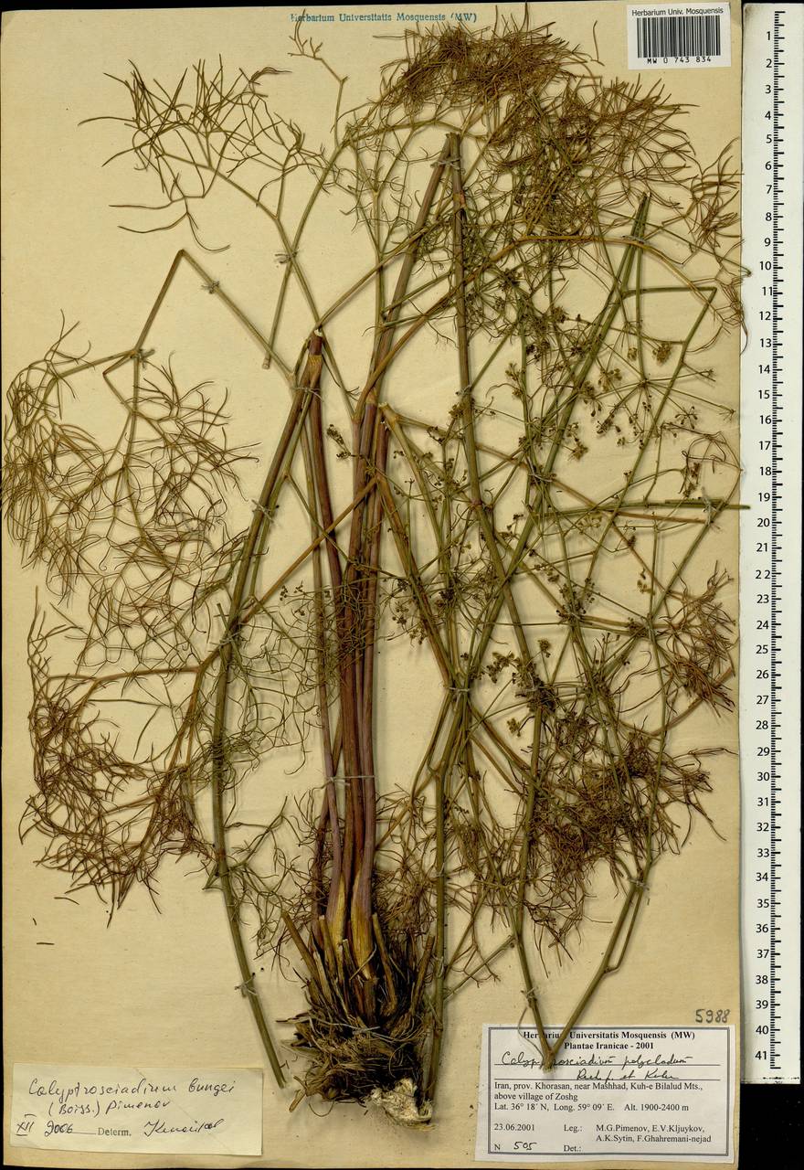 Calyptrosciadium bungei (Boiss.) Pimenov, South Asia, South Asia (Asia outside ex-Soviet states and Mongolia) (ASIA) (Iran)