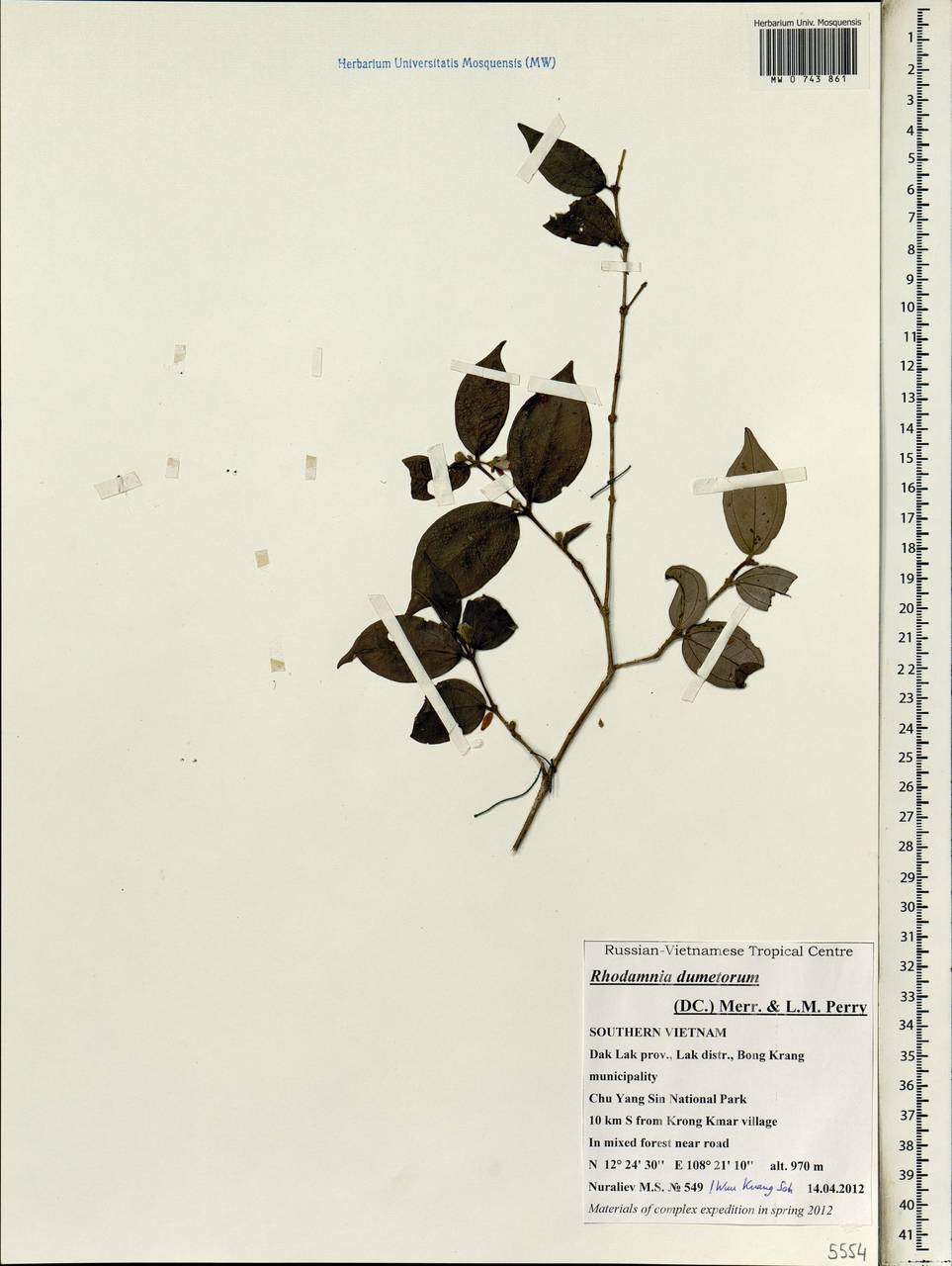 Rhodamnia dumetorum (DC.) Merr. & L. M. Perry, South Asia, South Asia (Asia outside ex-Soviet states and Mongolia) (ASIA) (Vietnam)