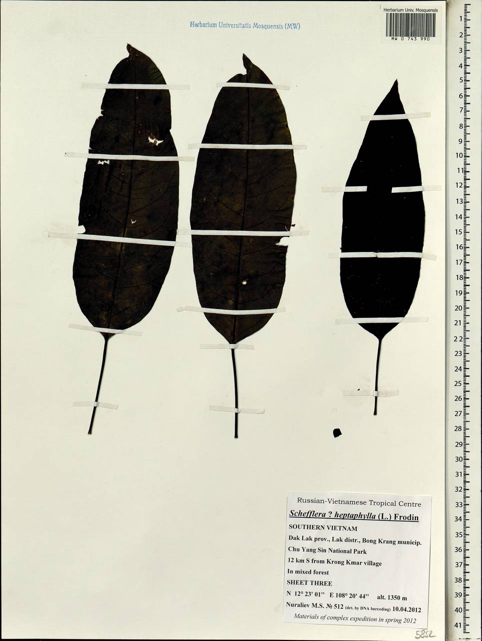 Heptapleurum heptaphyllum (L.) Y. F. Deng, South Asia, South Asia (Asia outside ex-Soviet states and Mongolia) (ASIA) (Vietnam)
