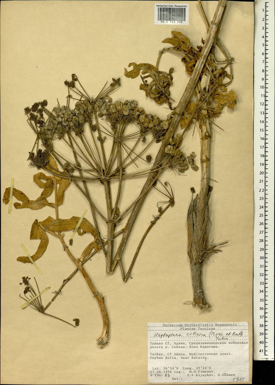 Heptaptera cilicica (Boiss. & Balansa) Tutin, South Asia, South Asia (Asia outside ex-Soviet states and Mongolia) (ASIA) (Turkey)