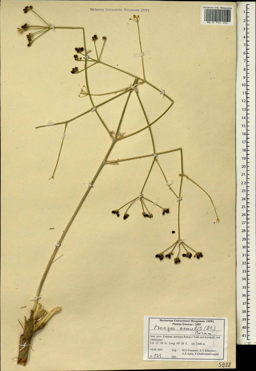 Prangos acaulis (DC.) Bornm., South Asia, South Asia (Asia outside ex-Soviet states and Mongolia) (ASIA) (Iran)