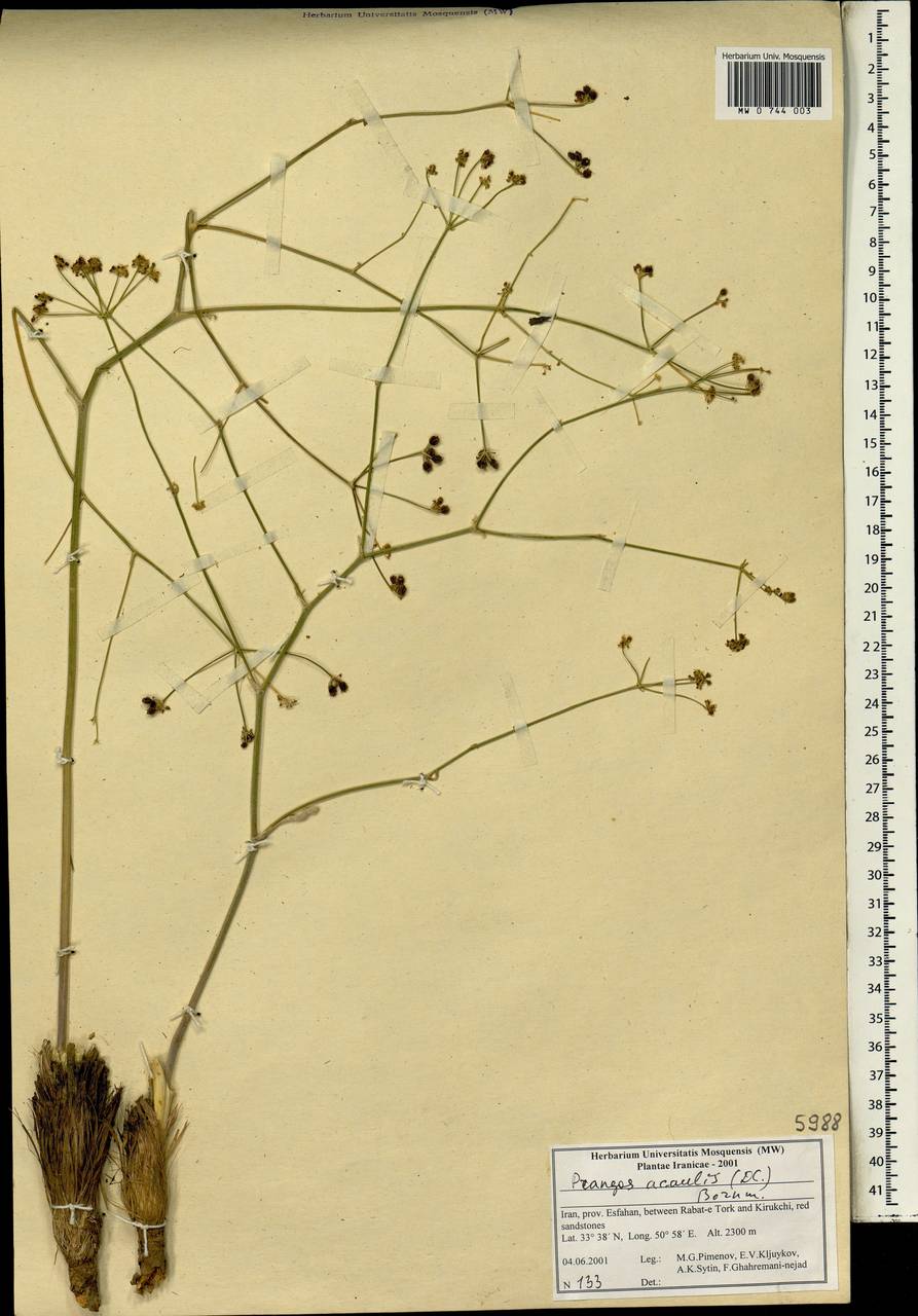 Prangos acaulis (DC.) Bornm., South Asia, South Asia (Asia outside ex-Soviet states and Mongolia) (ASIA) (Iran)